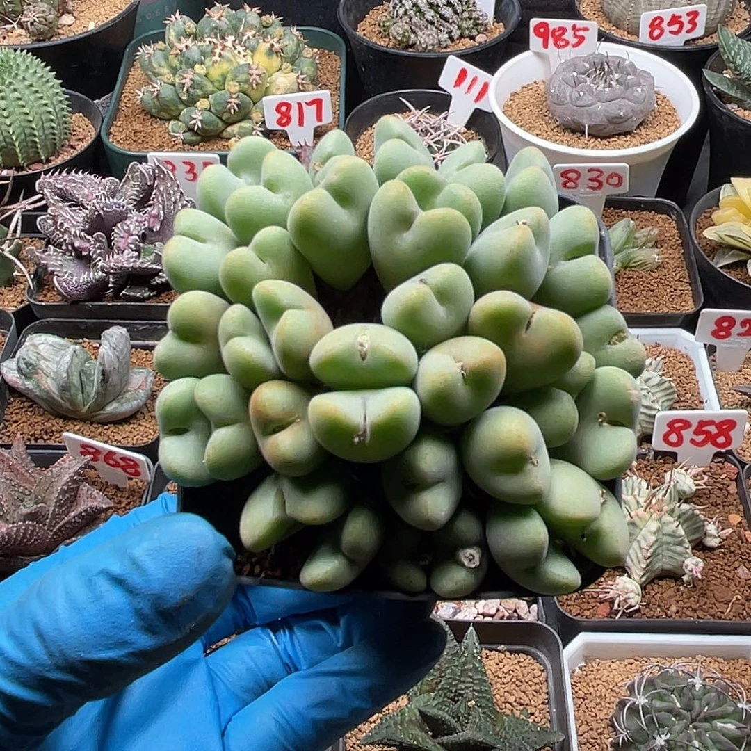 多头爱心橙花毛少将