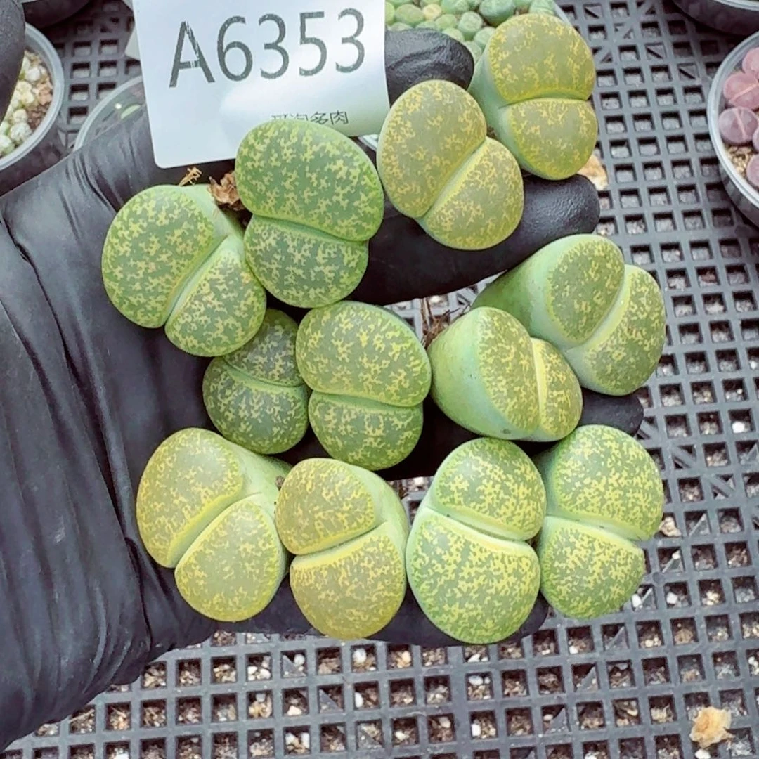 6353—生石花 生石花