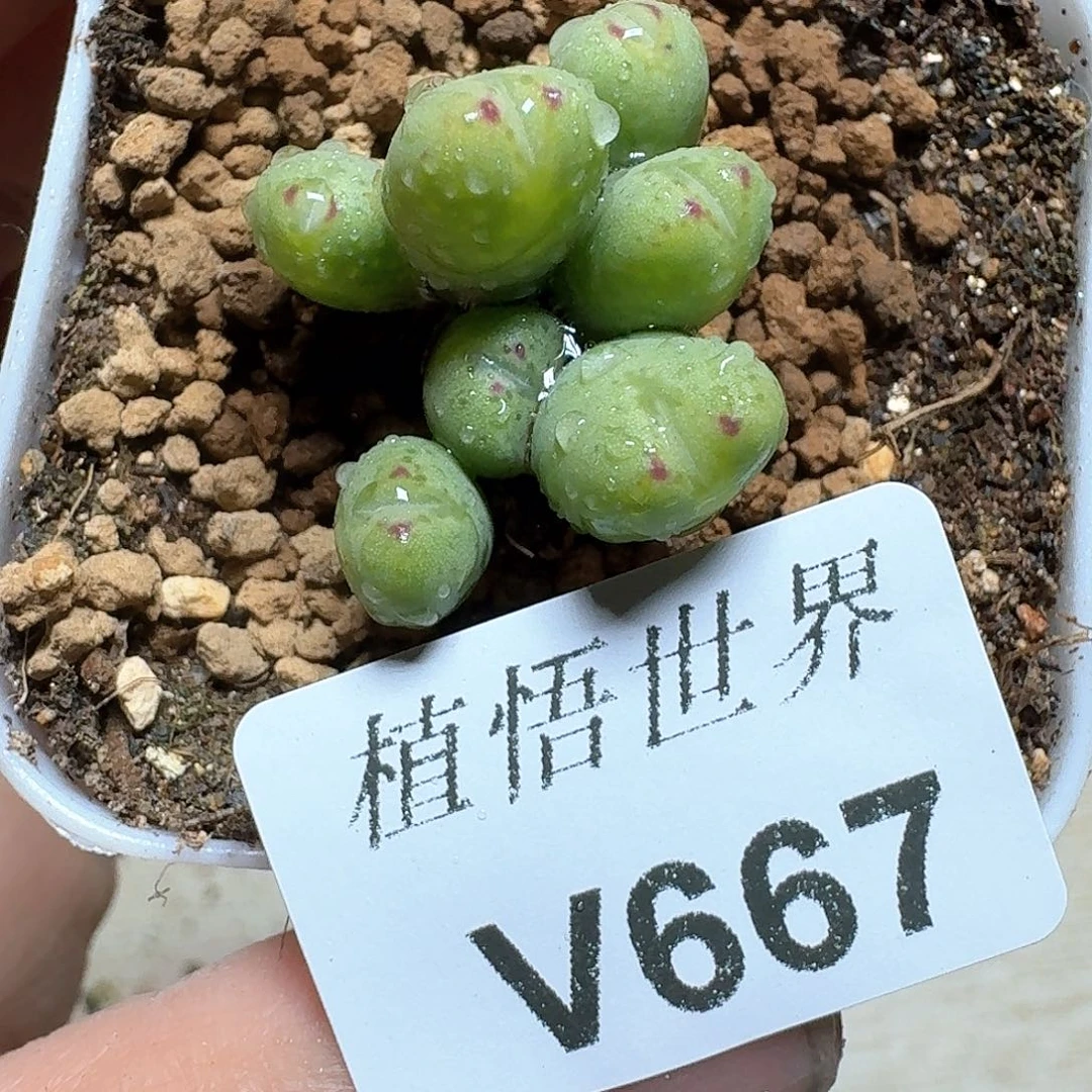 667盒多肉植物哇c f g
