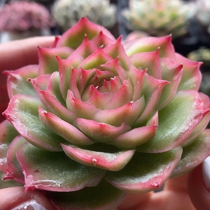 侧影玫瑰锦大多肉植物