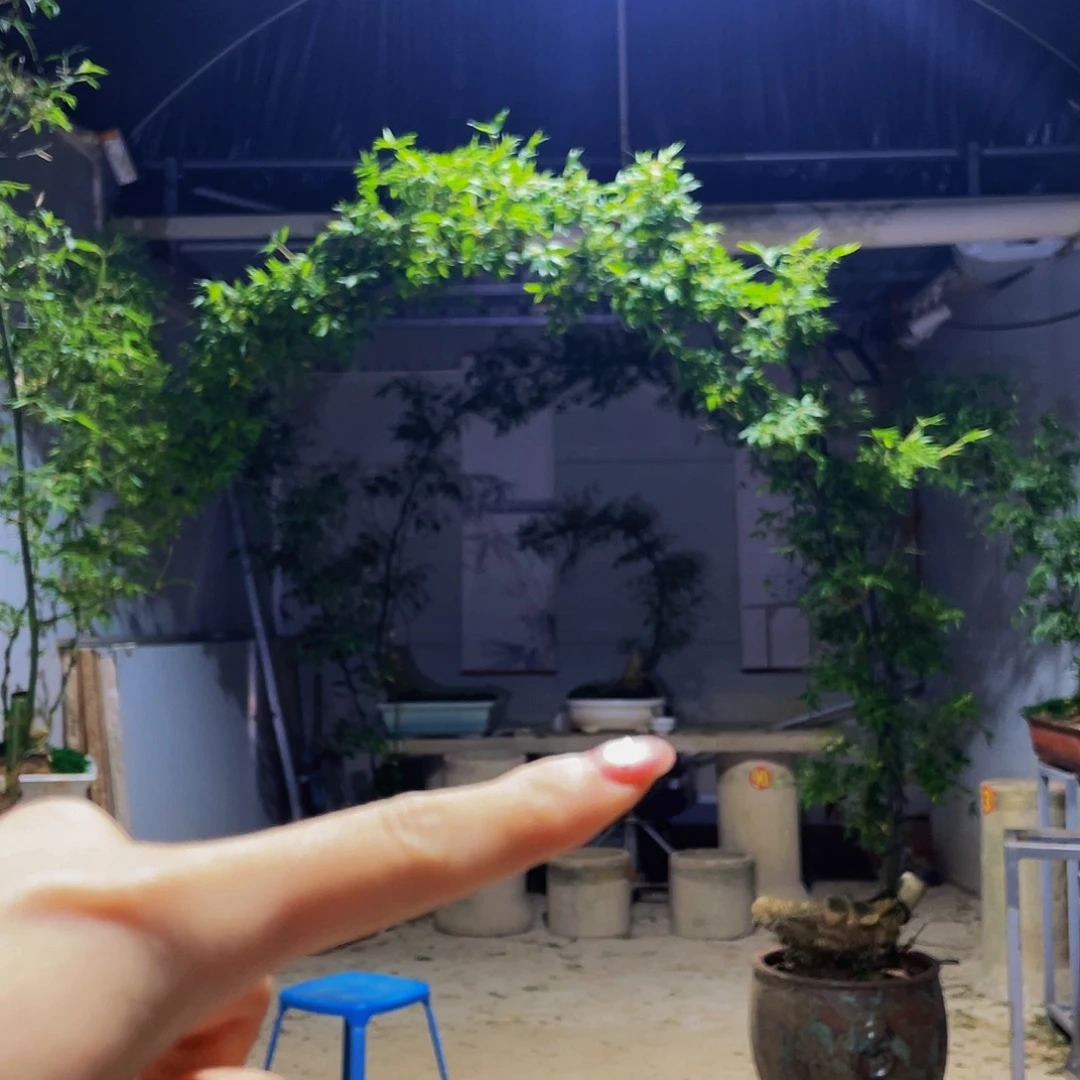丫***丫无花朵小叶簕竹熟桩陶瓷盆一物一拍