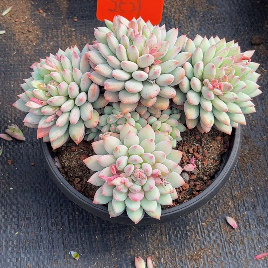 2529号上午多肉植物群生多肉