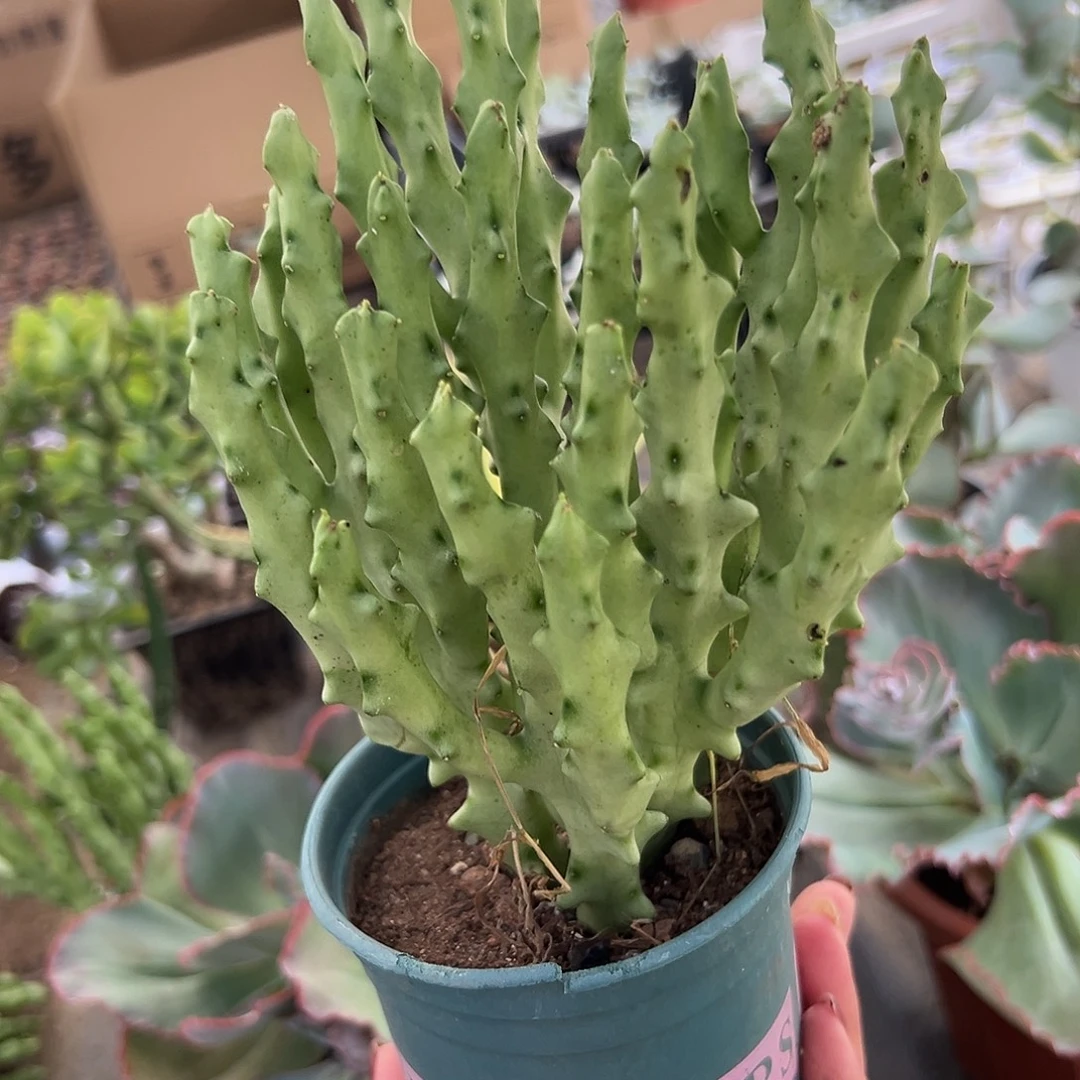 多肉植物多肉植物