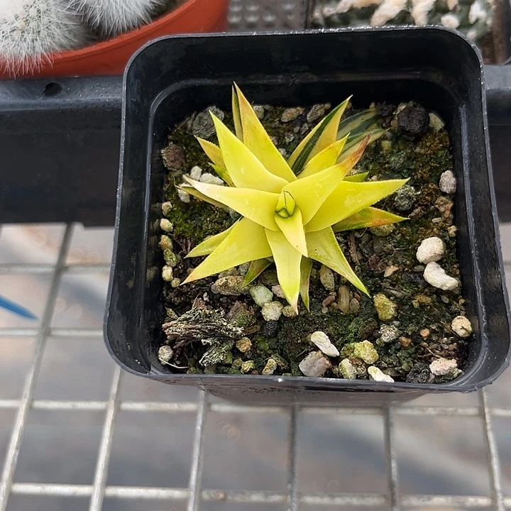 我也不知道我为什么要这样