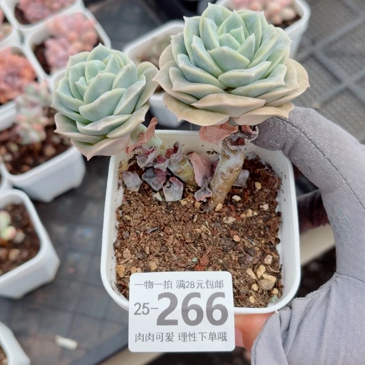 可爱玫瑰无盆土发货