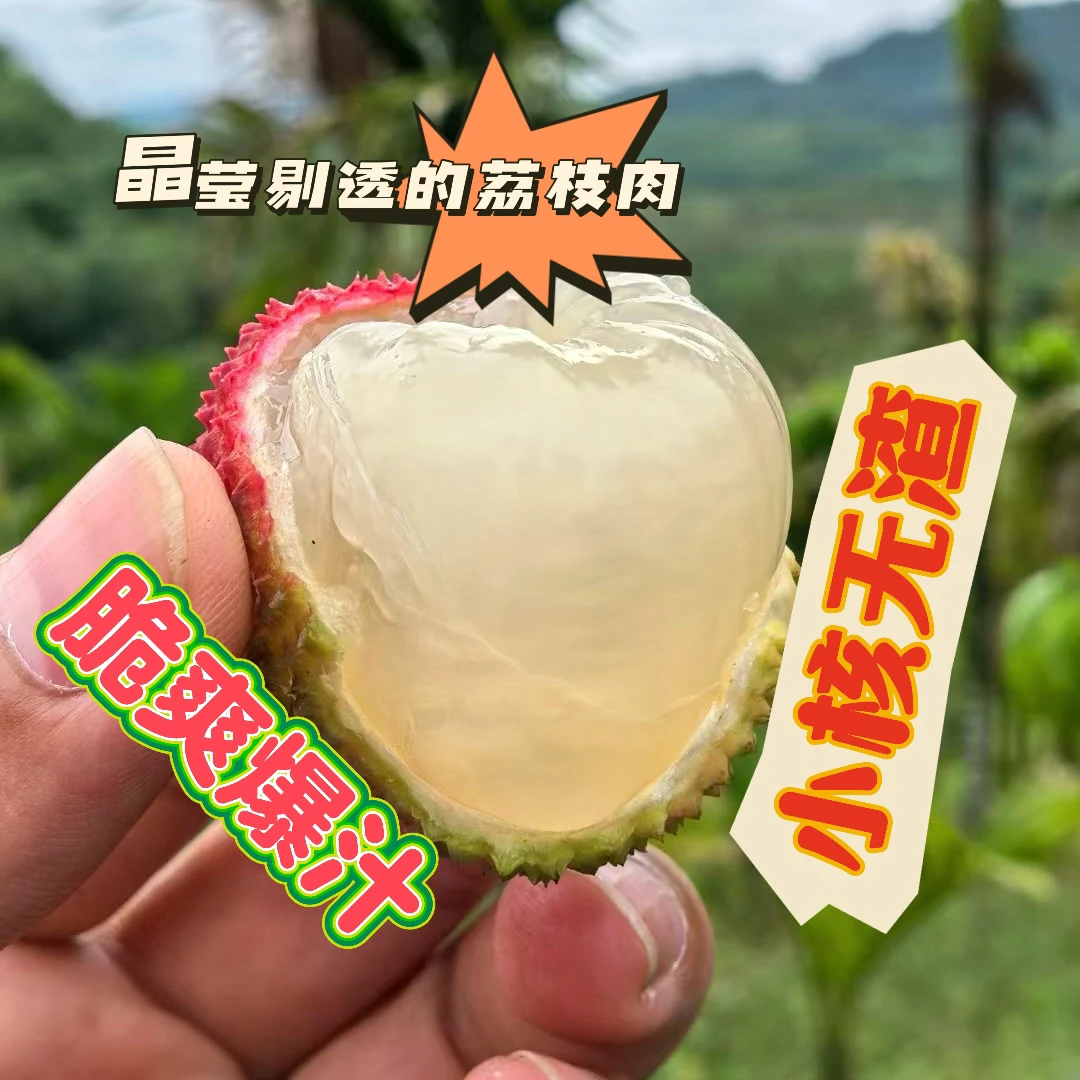 【次日达官方快递】广东妃子笑荔枝新鲜采摘现发小核无渣5斤广东省