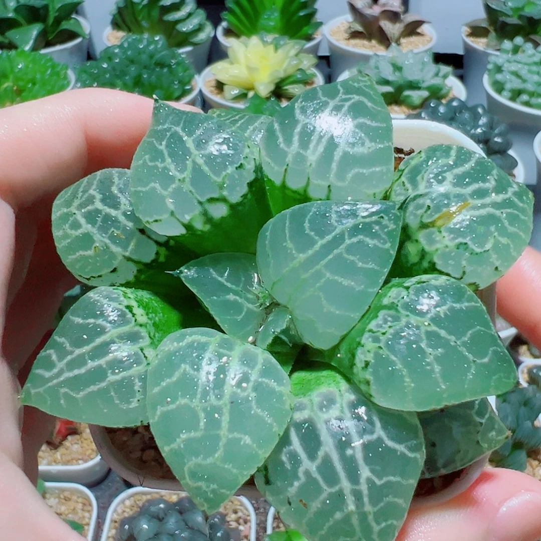 水晶康平101，9.9，福利