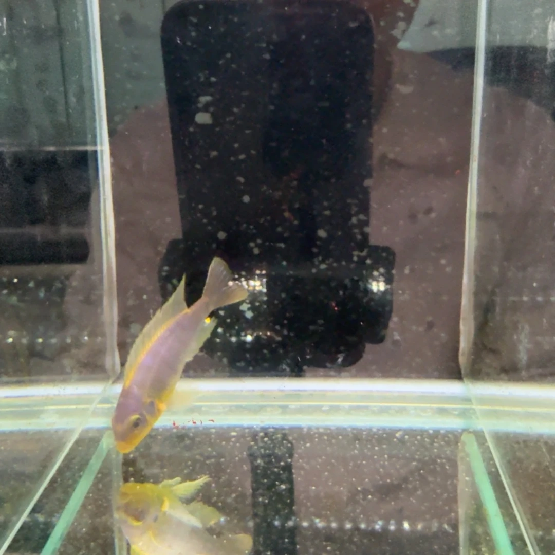 慈鲷853克里索。
