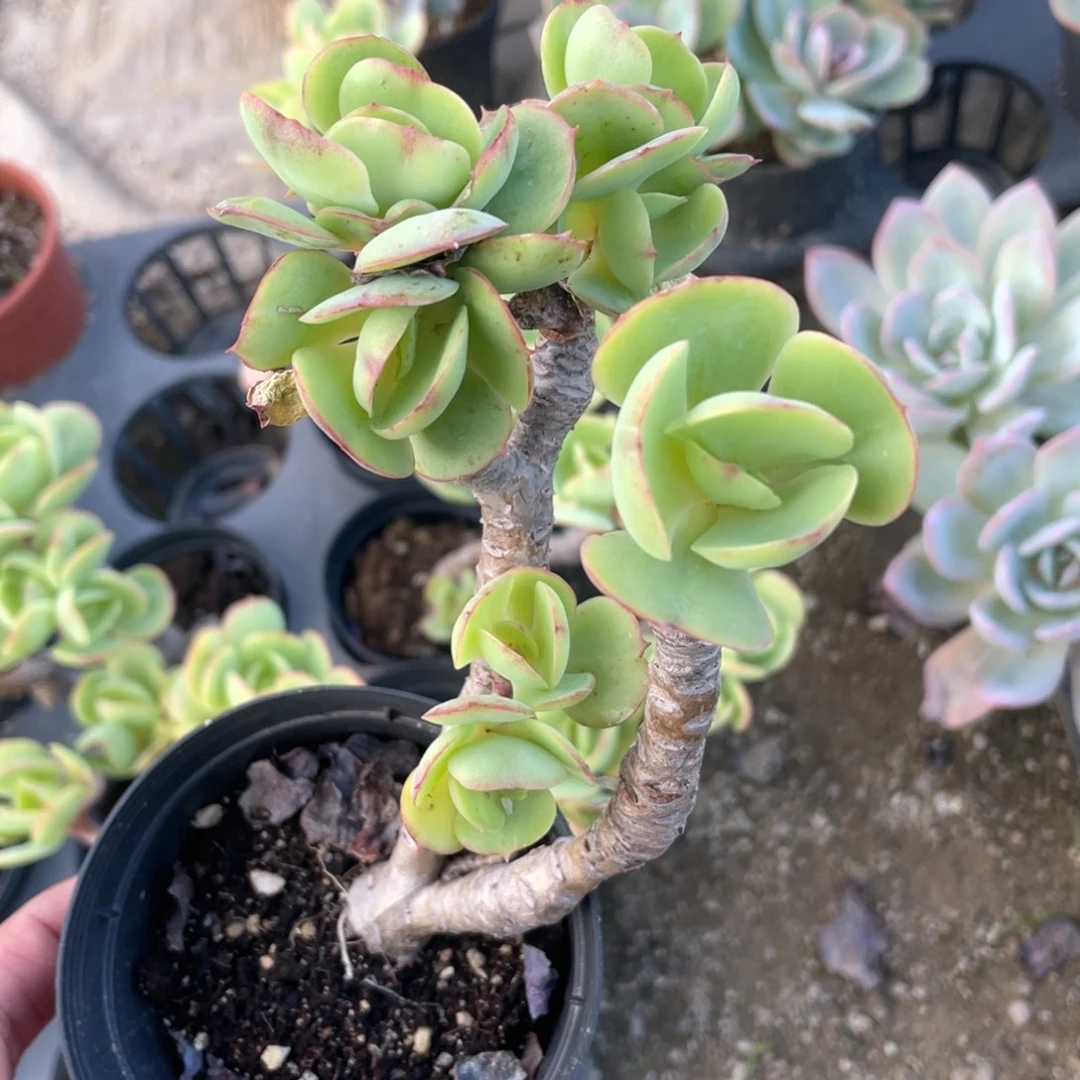 2140  鸡蛋碧桃 六月六