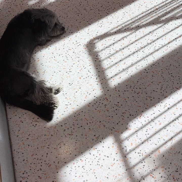 白***️蓝氏猎鸟繁育猫粮10公斤 配试吃