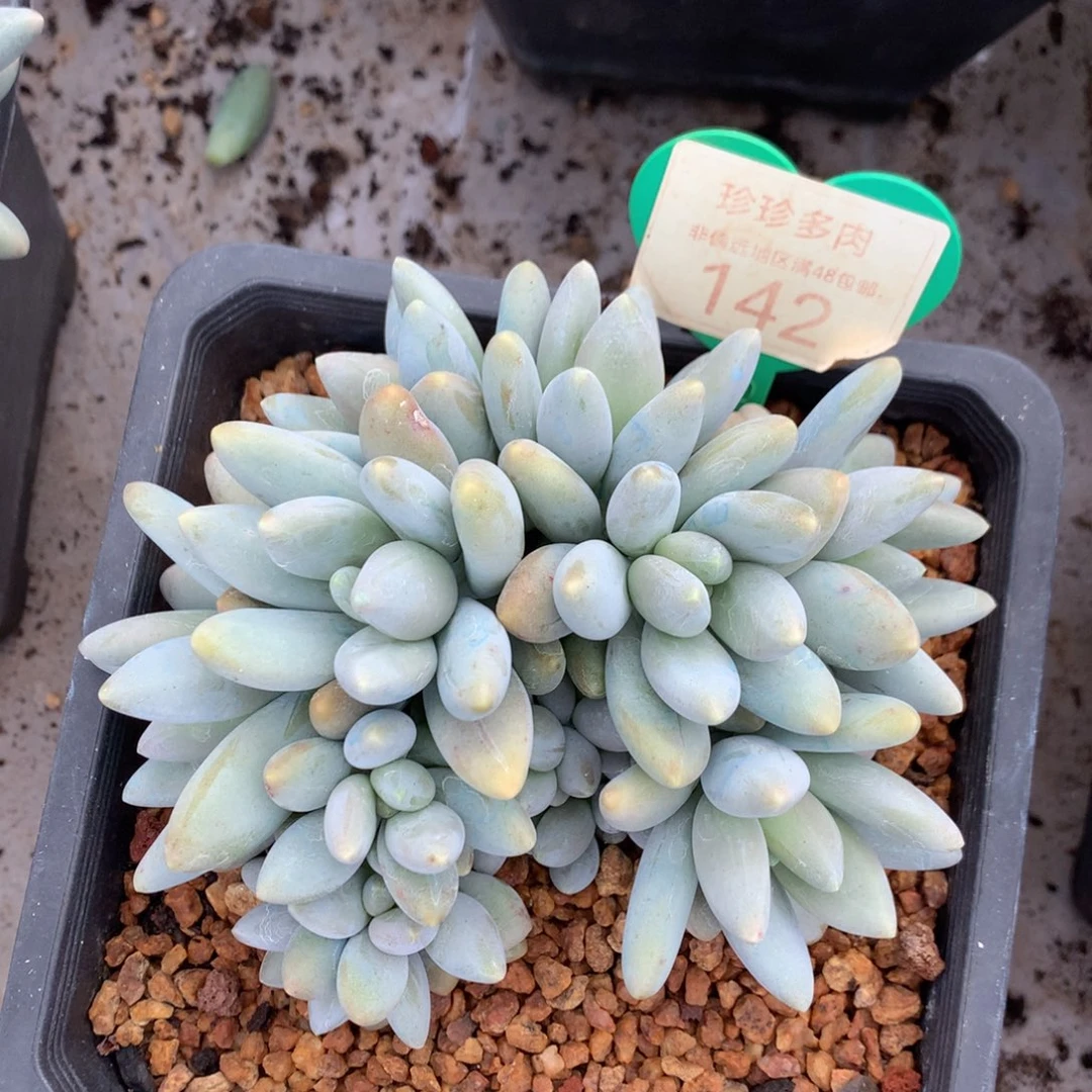白兰地无砍平头142