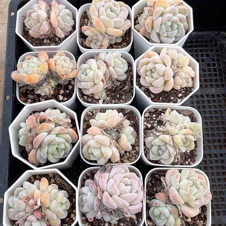 薇薇安园艺多肉0918