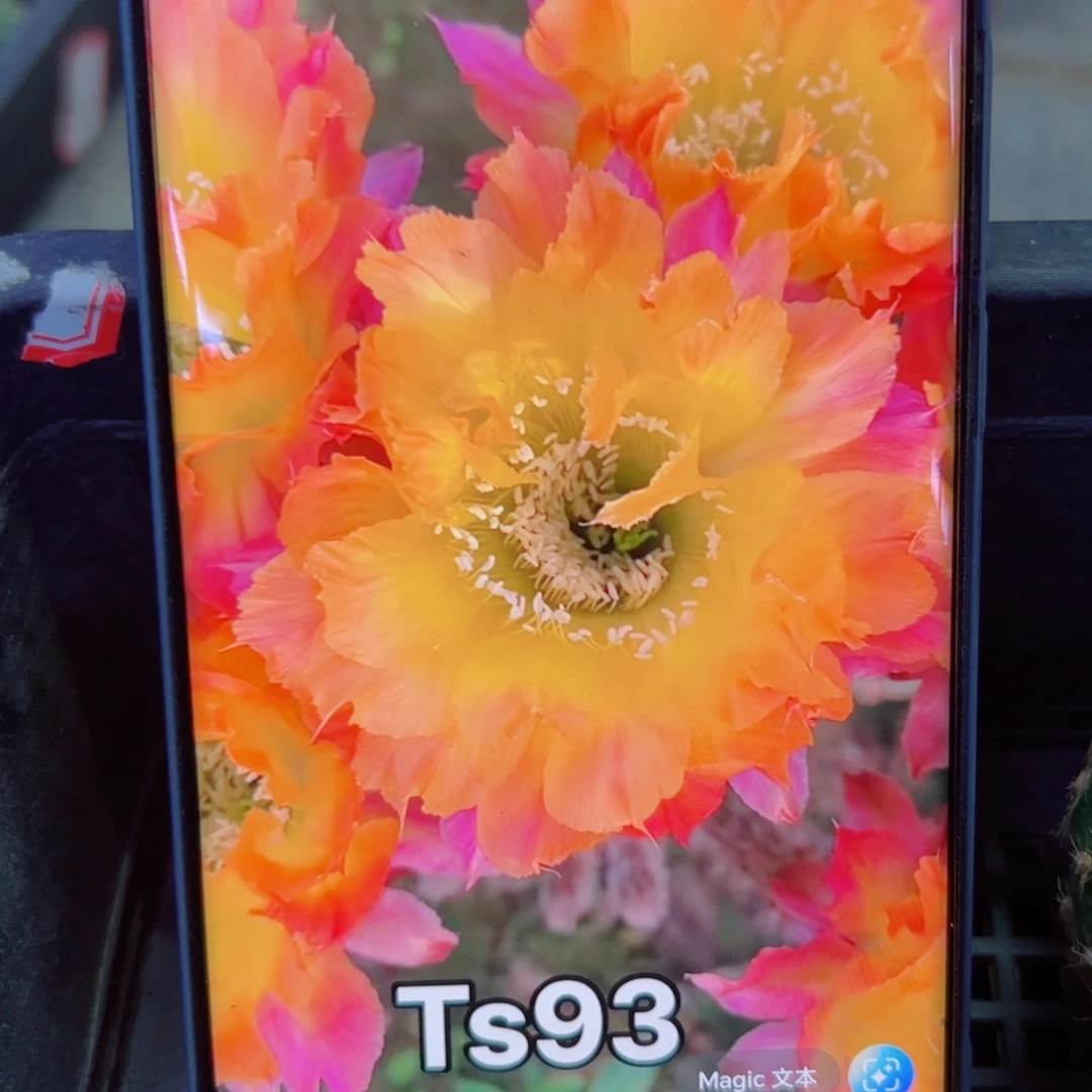 下78彩草Ts93 歪无根侧芽4公分左右20包邮