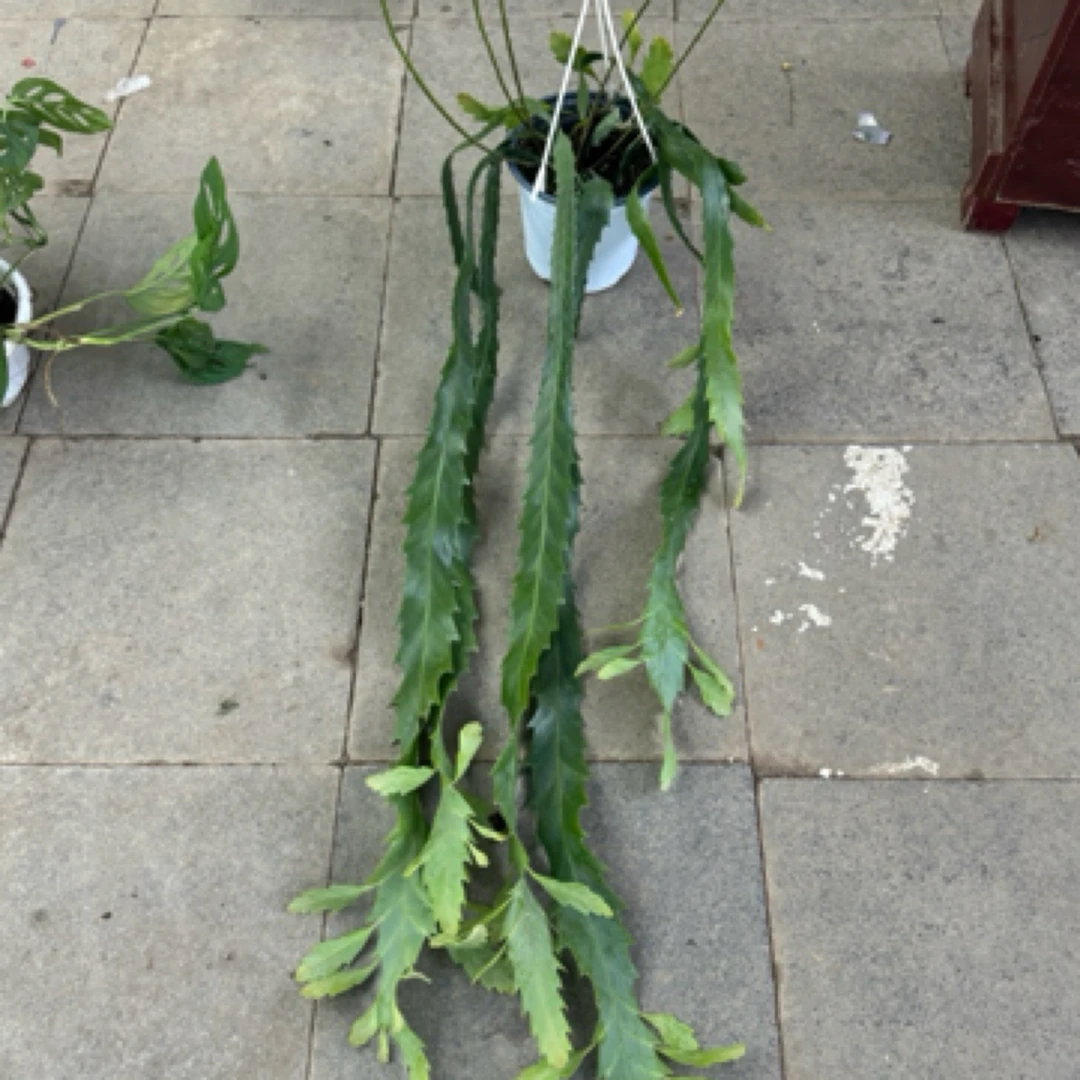 进口小众热带植物孔雀翎丝苇昙花室内外垂吊植物板植耐热绿植盆景