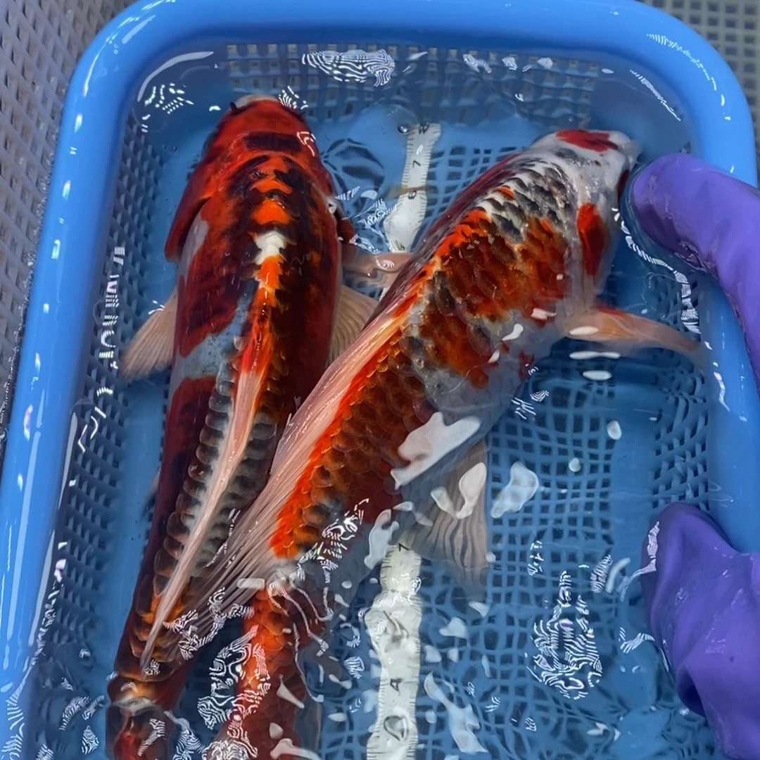 锦鲤冷水锦鲤包邮