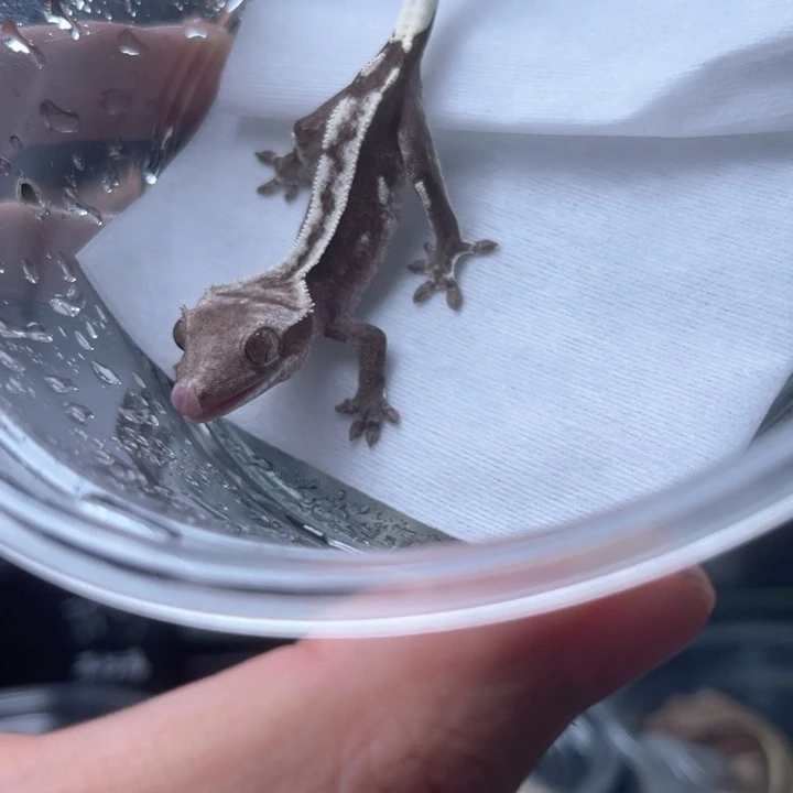 睫角守宫m12缺黄奶油直线