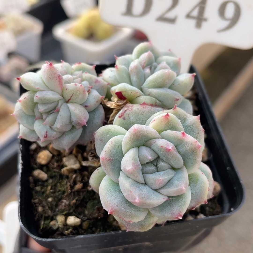 249 椰子树 6厘米