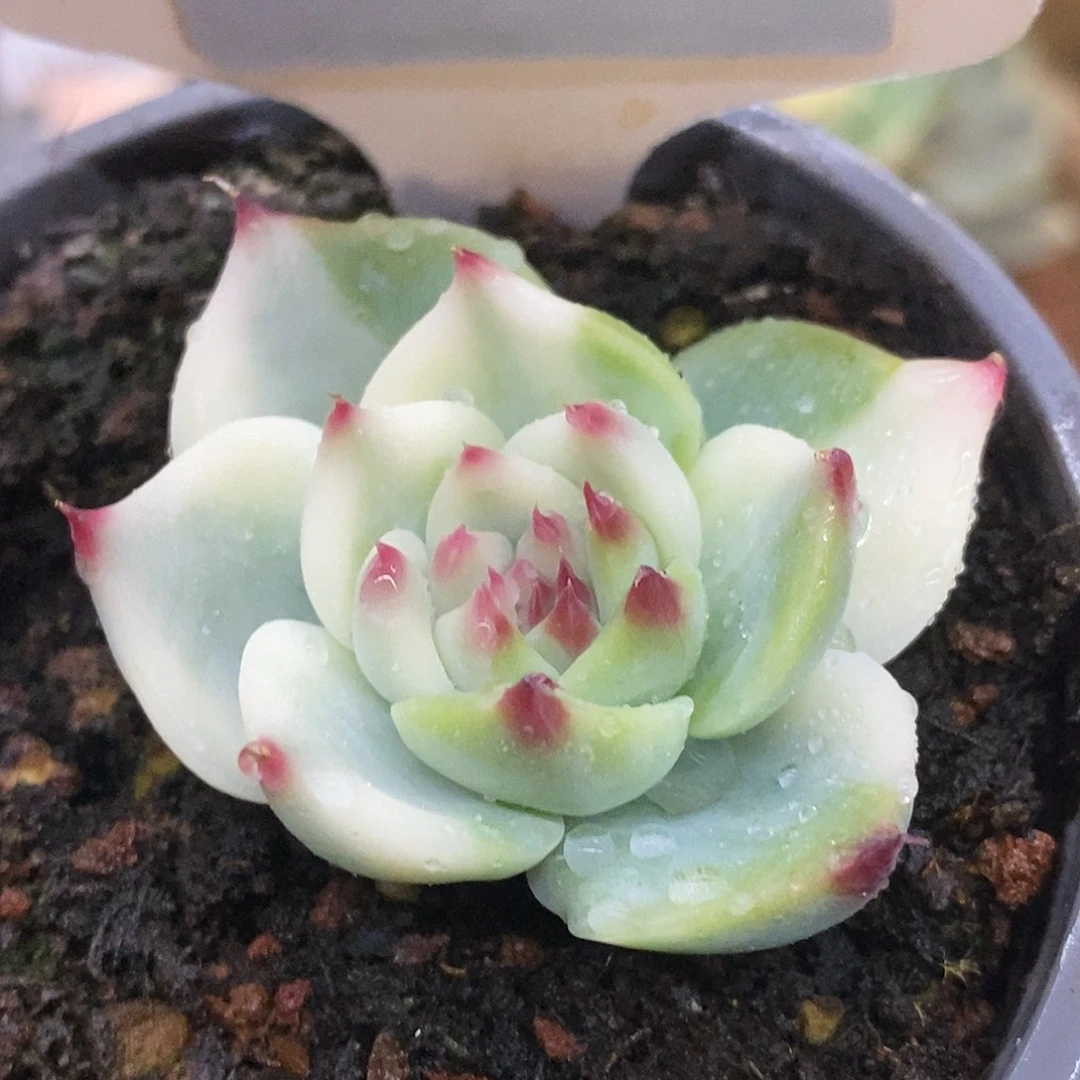 484娃娃哈哈哈哈哈哈