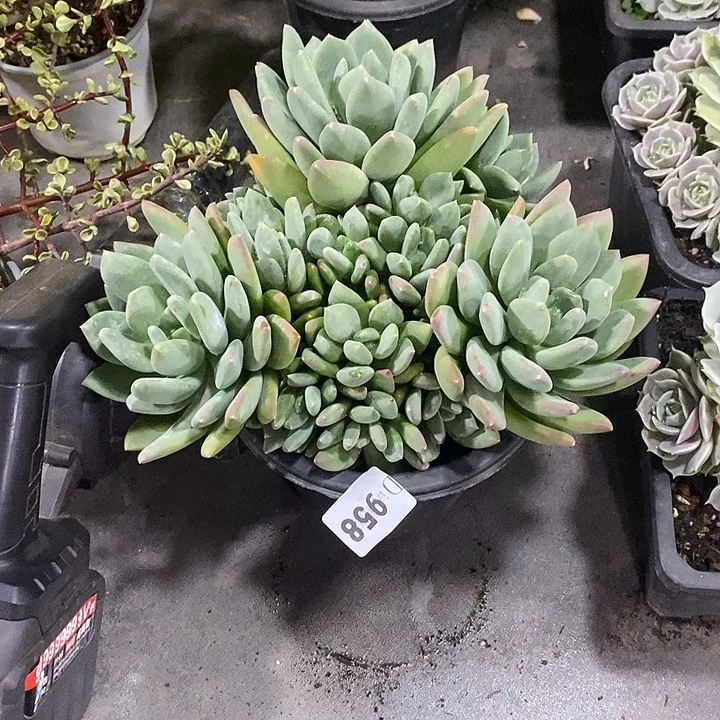 R***姐958海洋之星多肉植物