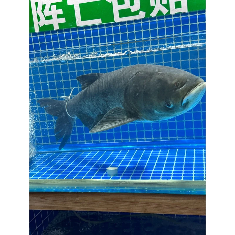 官方认证正宗千岛湖活鱼淳牌有机胖头鱼鳙鱼鲢鱼大头鱼包头胖头