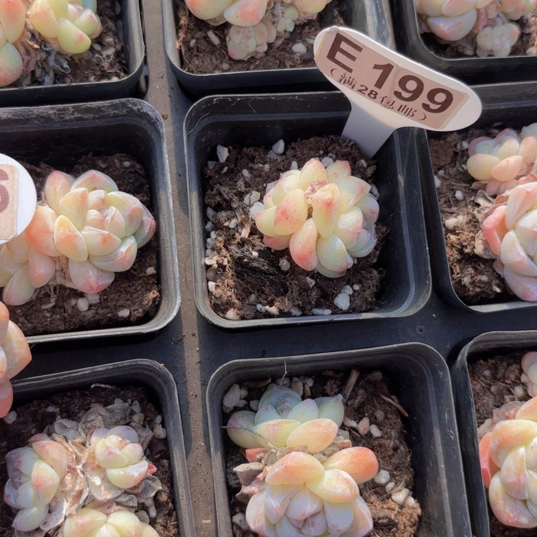 E199白底冰玉yieuyipai