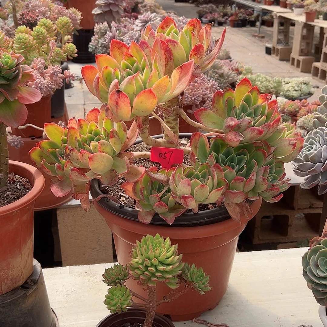 修*057花之鹤多肉植物