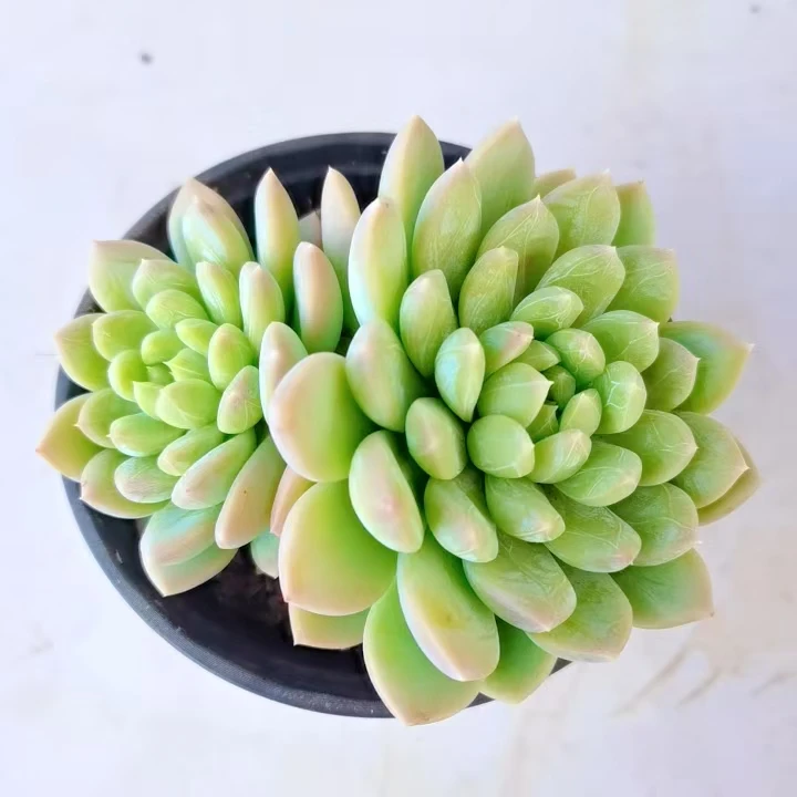【小百搭翡翠】黄大锤多肉阳台露台植物栽种养护