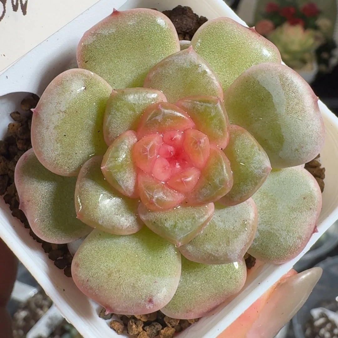 0712-047-青提软糖