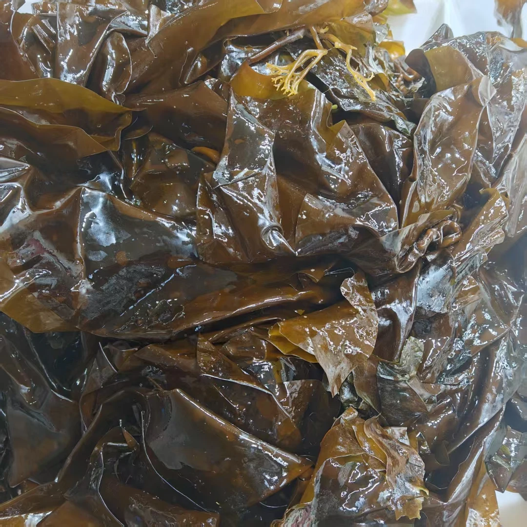 【海带组合】新鲜海带 海鲜拼单 优质海带 营养健康