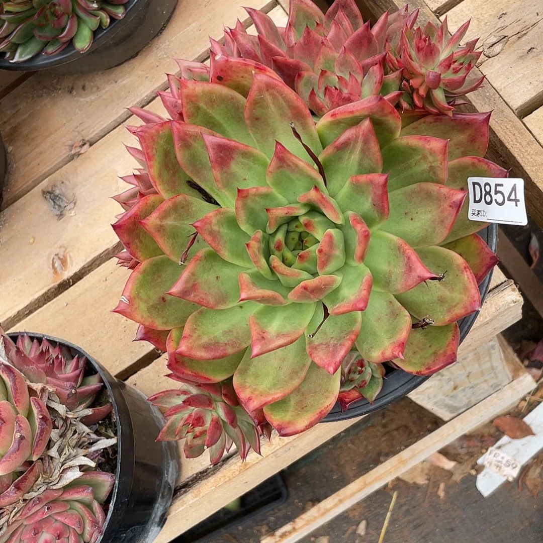 若如东云组拍D854