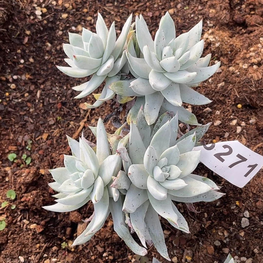 【闪购商品】帕翠莎