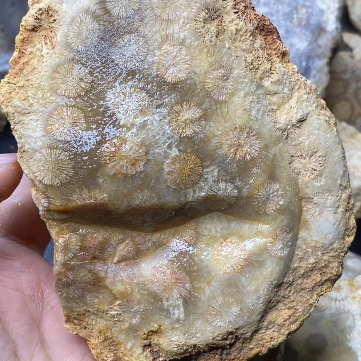 【闪购商品】未镶嵌珊瑚玉硅化玉