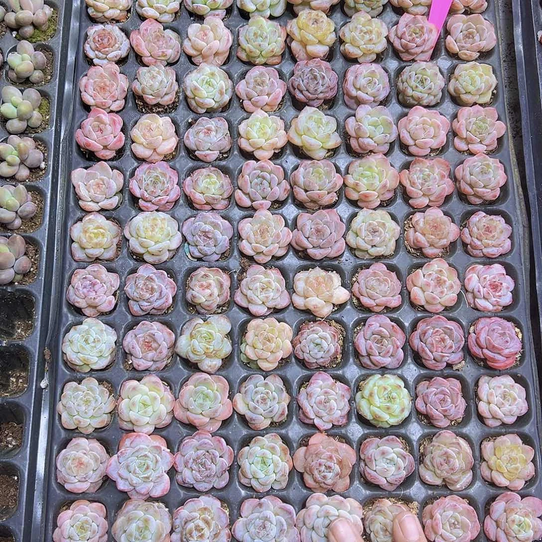 福利冰魄苗5个19包邮