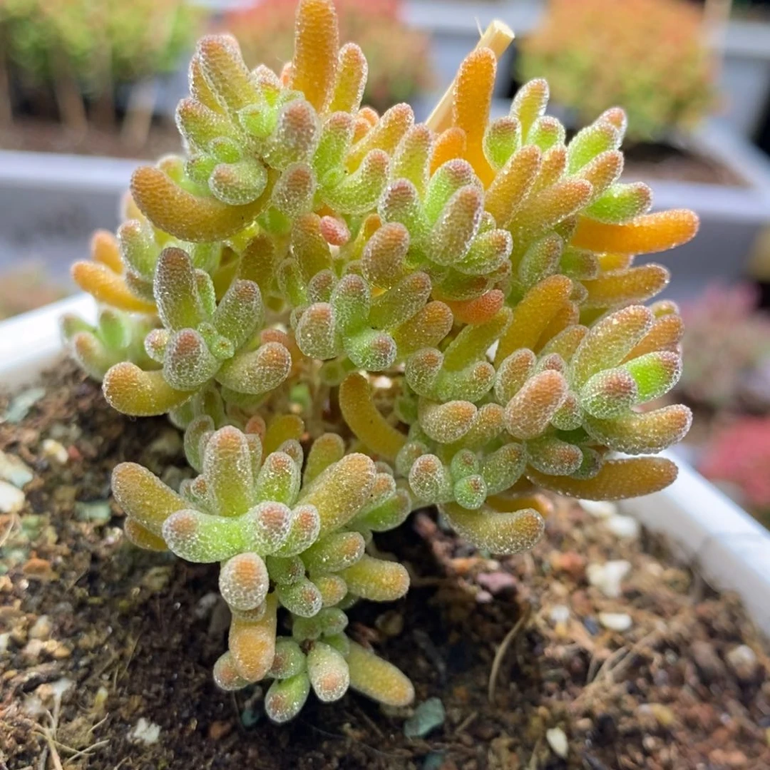 苗****姐冰晶杂A806福袋