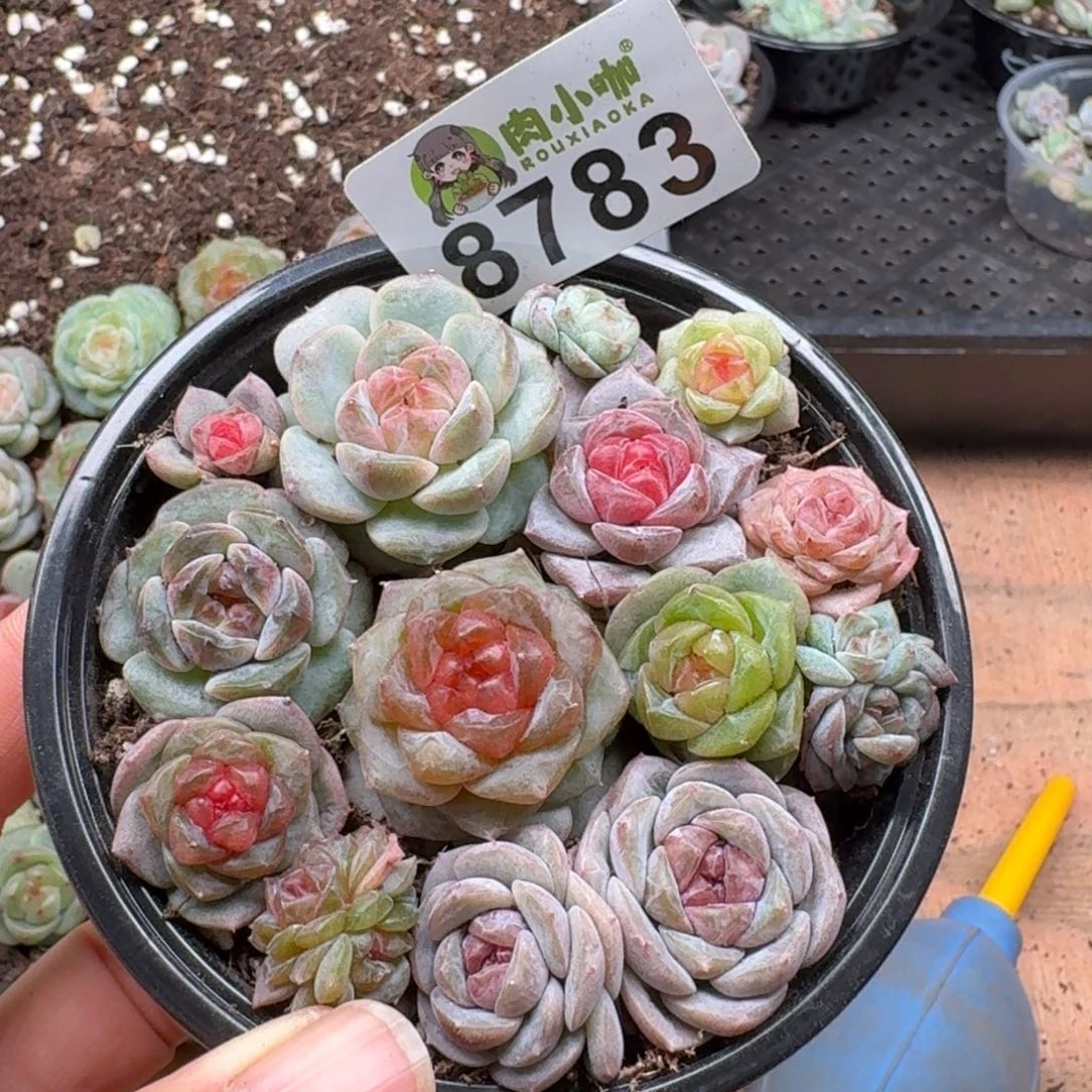 多肉植物多肉植物