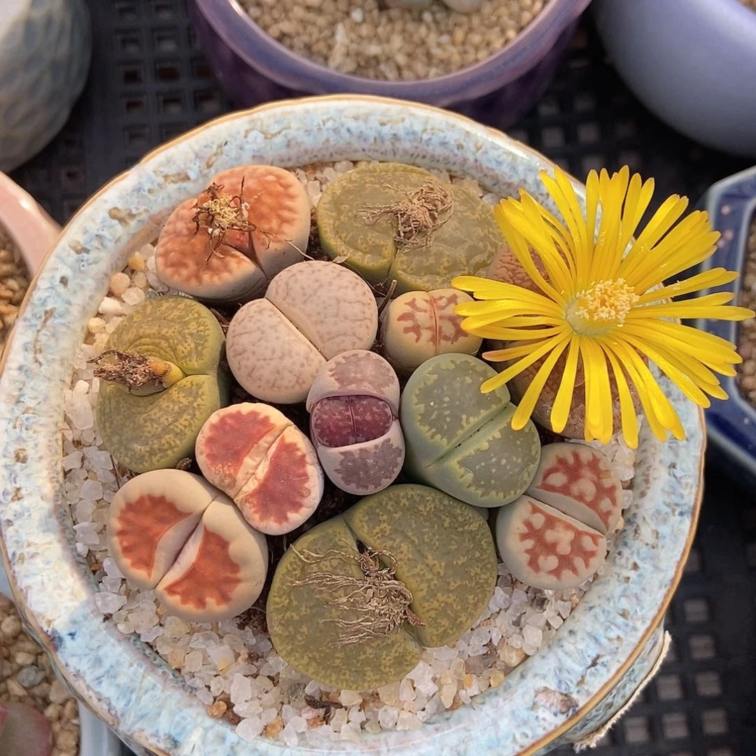 金泰家多肉，生石花不含盆