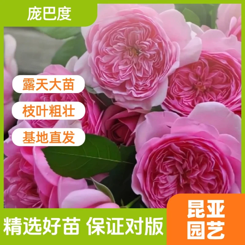 昆亚花园庞巴度夫人月季花苗阳台庭院盆栽四季开花带花苞