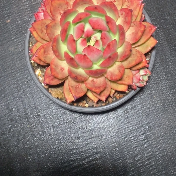 ，*?血皇后群8888888888