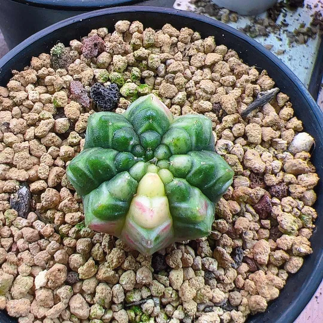 哇***塞当前无花栽培后可以开花818