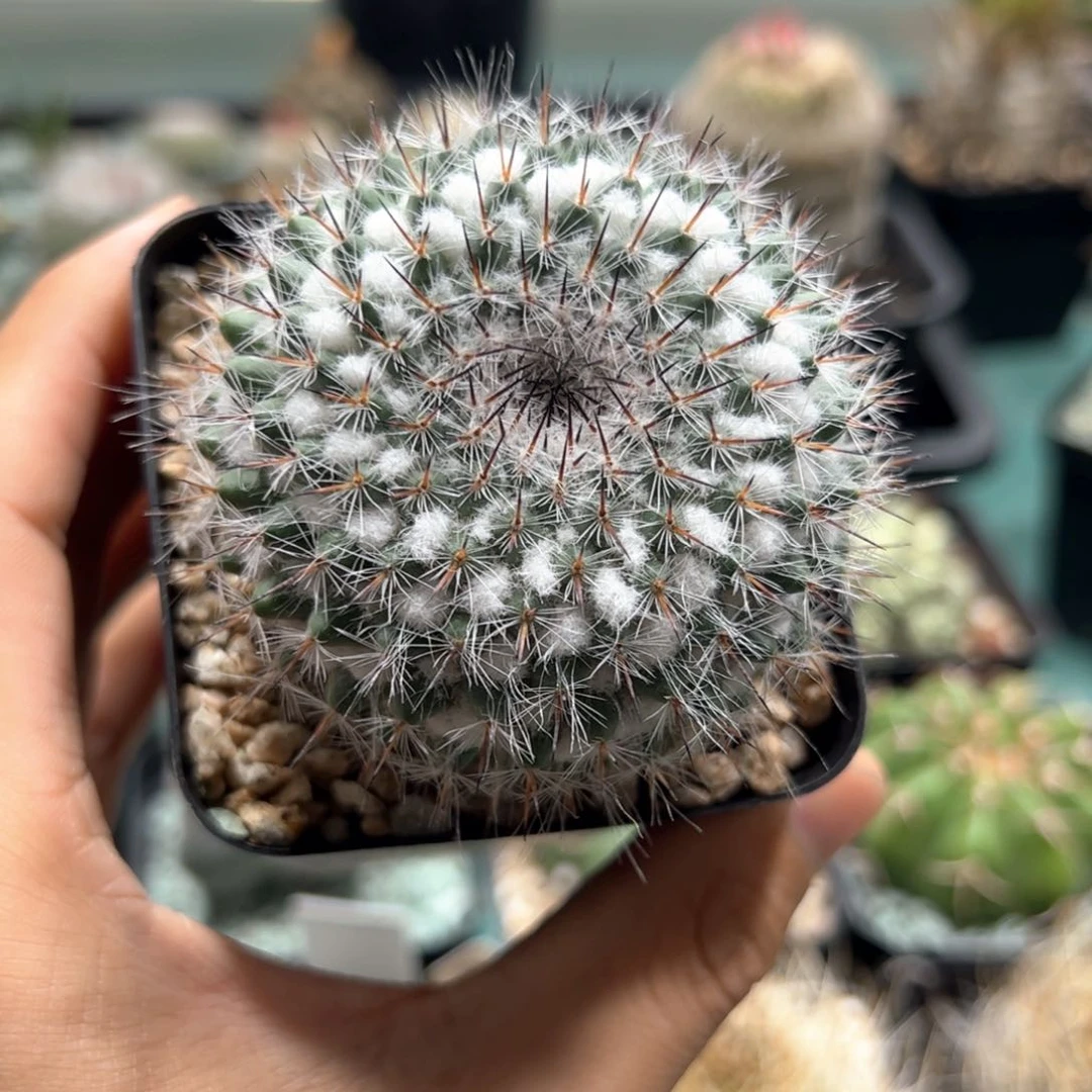 实生乳突杂 脱土发货多肉