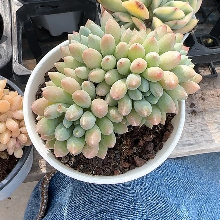 青蛙王子儿童11分钟