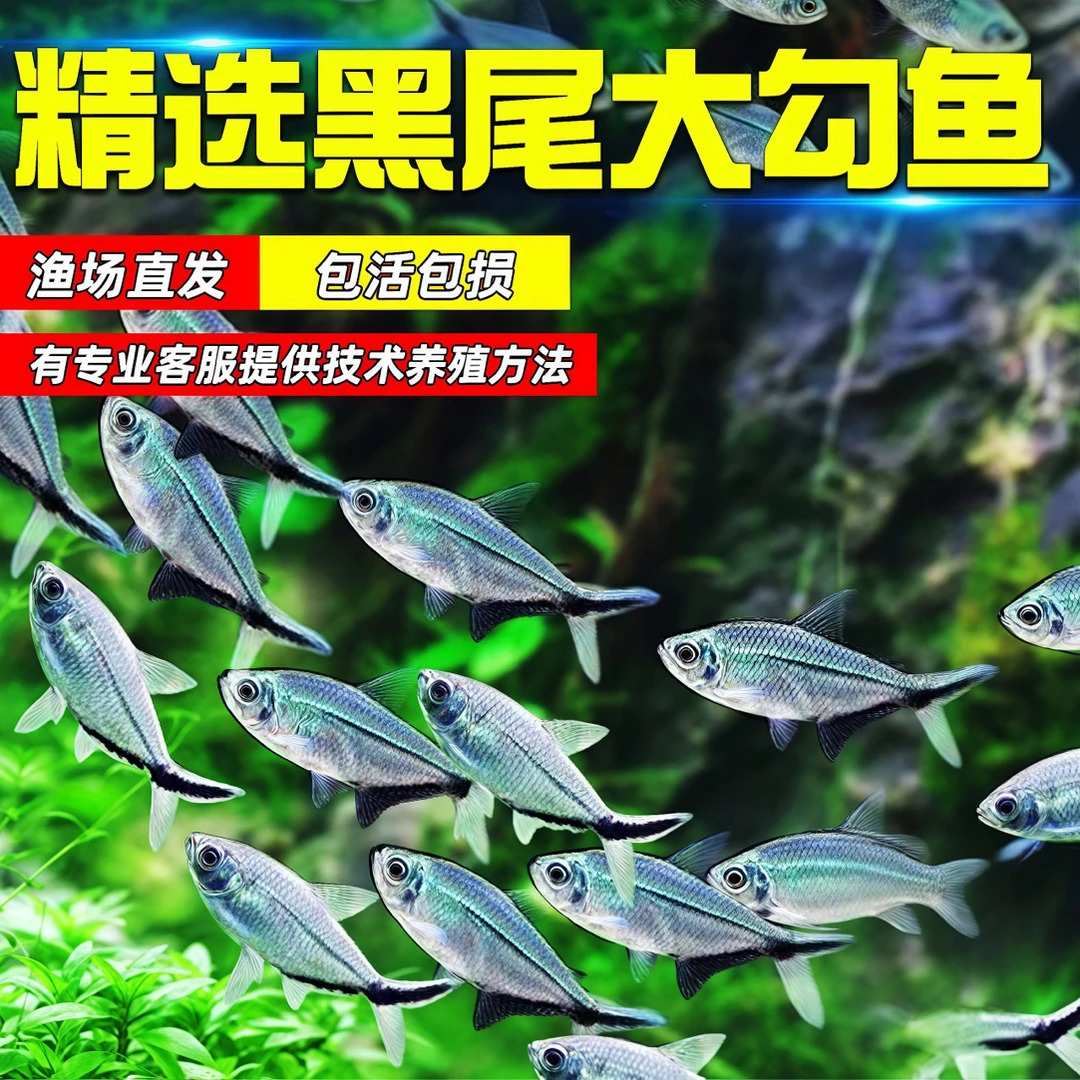 【黑尾大勾】包邮群游观赏鱼小型活体热带鱼草缸混养耐活好养