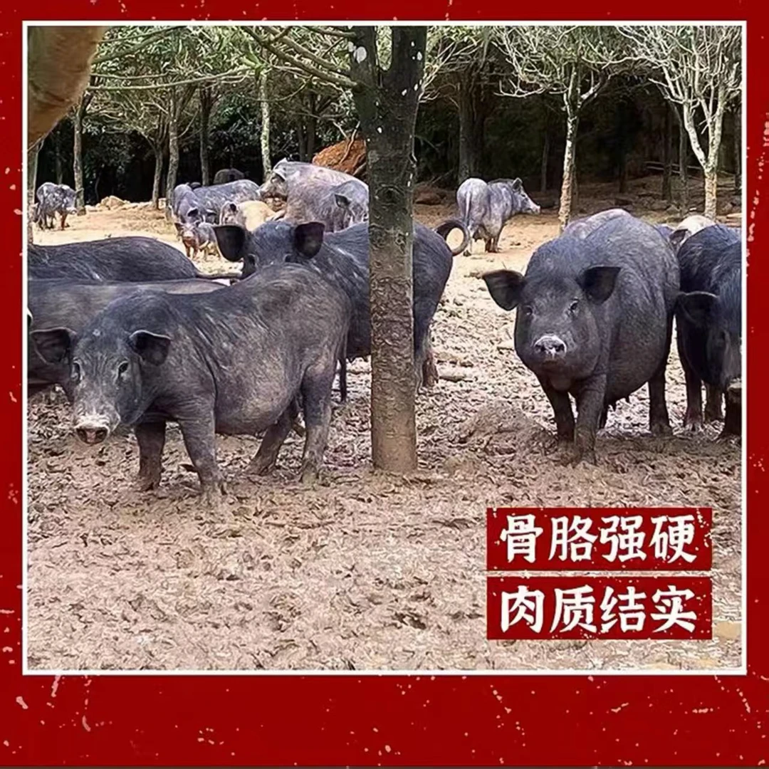 【现称链接】黑毛土猪