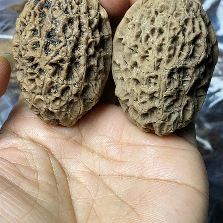 文玩核桃把件云南铁核桃21