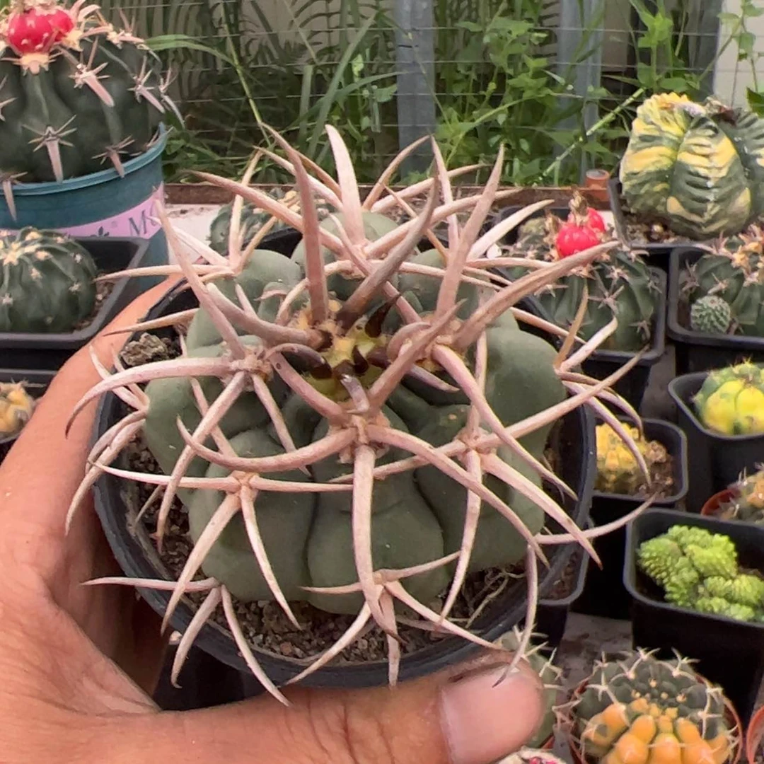 【闪购商品】实生仙人球