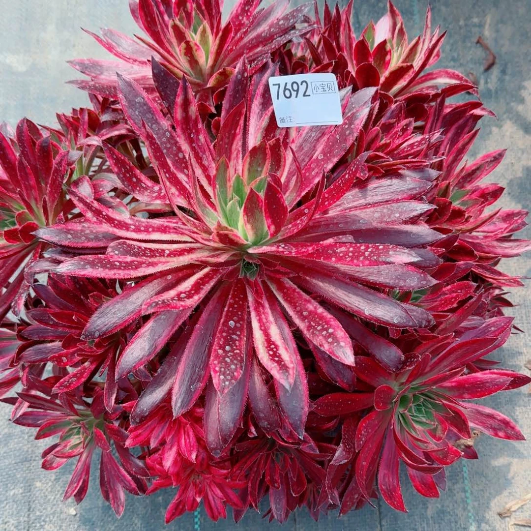 A****7692孔雀多肉多肉