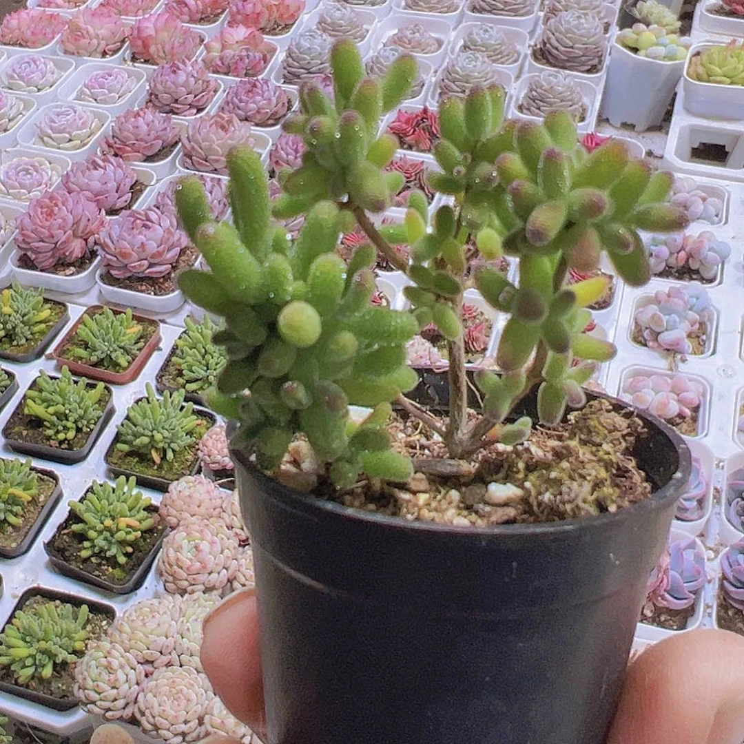 糖球枝干19包邮多肉