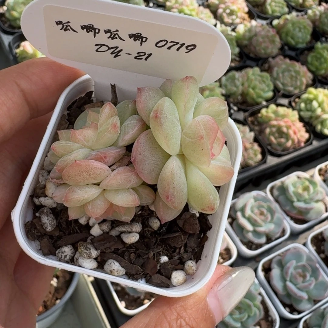 猫***仔0719-021-清晖群一颗