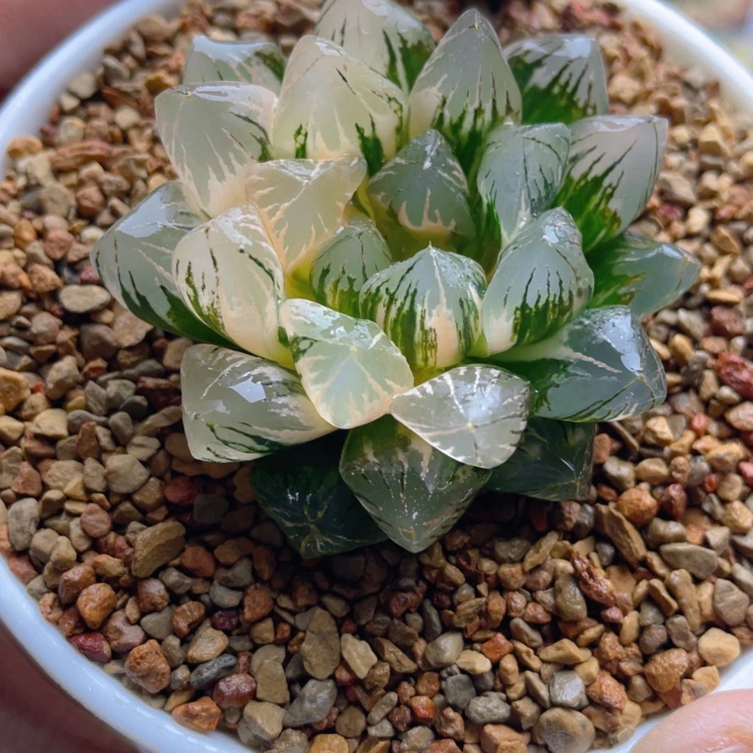 8.十二卷实生玉露锦。