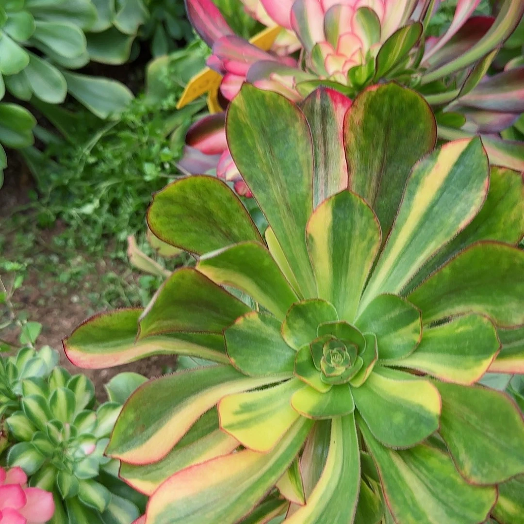 骆*3-1162--多头多肉植物